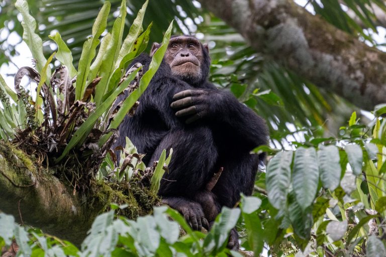Chimpanzee Trekking in Nyungwe Forest National Park