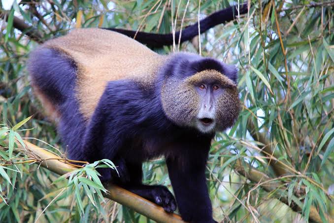 Golden Monkeys in Mgahinga National Park Uganda