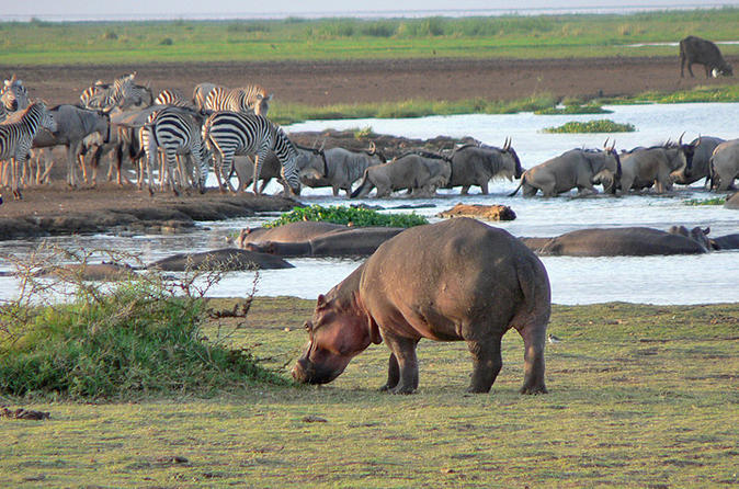 Hippos, zebras and Nile crocodiles at Lake Manyara - Tanzania