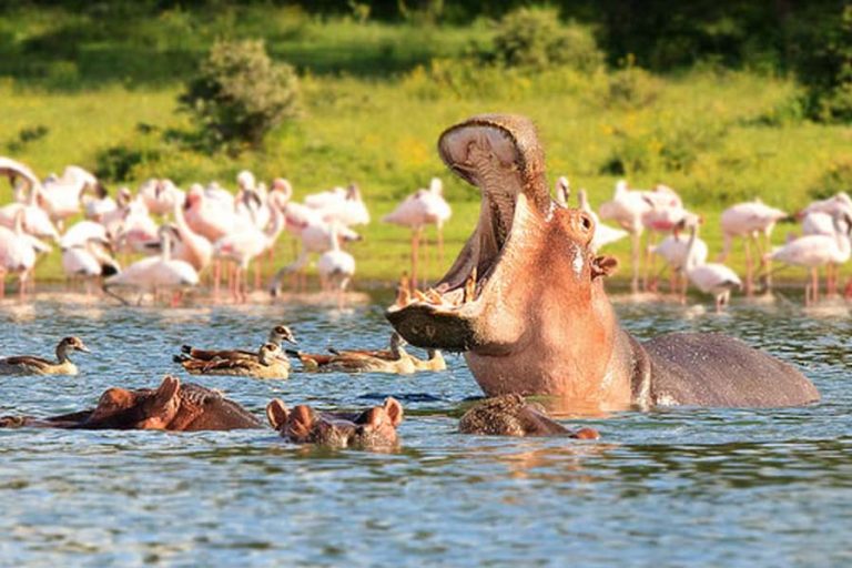 Lake Naivasha is known for known for its large population of hippos, rich birdlife, and boat safaris