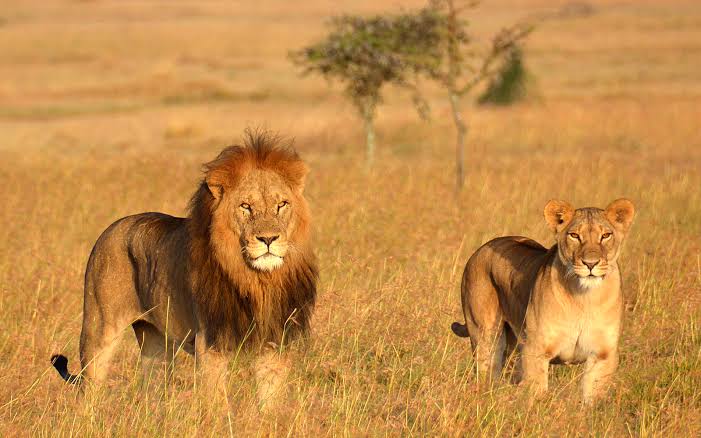 Lions and the big 5 at Ngorongoro National Park