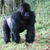 Mgahinga National Park, Mountain Gorilla