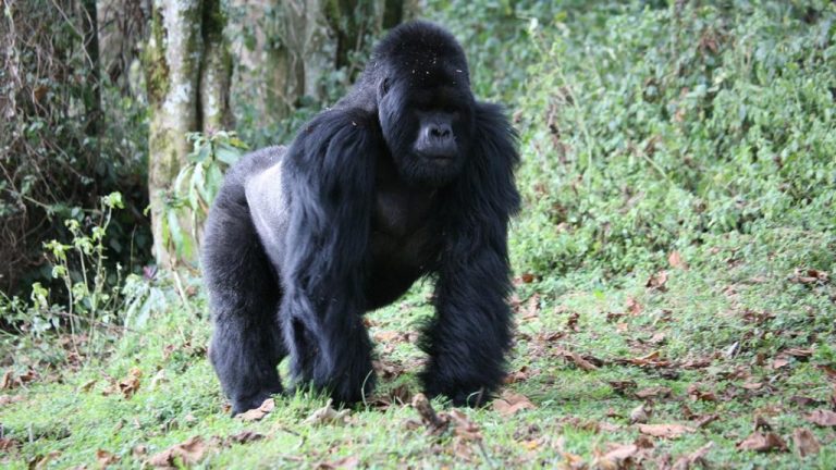 Mgahinga National Park, Mountain Gorilla