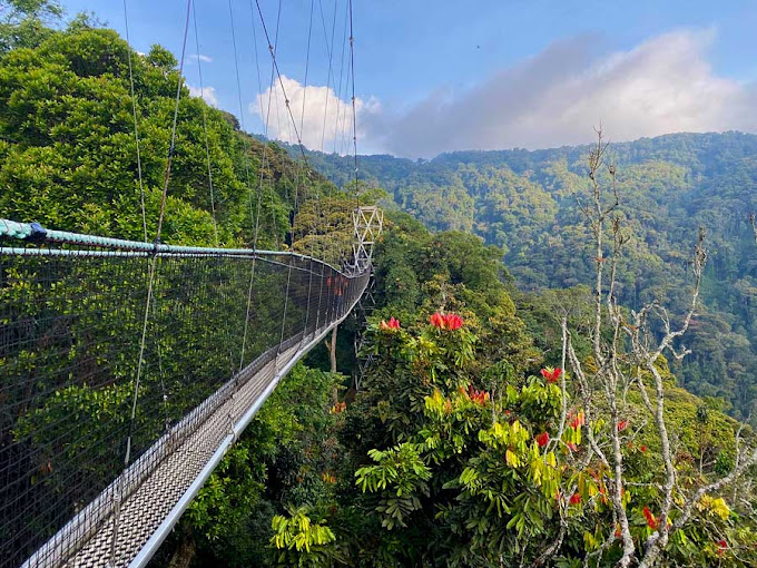 Nyungwe Canopy Walk