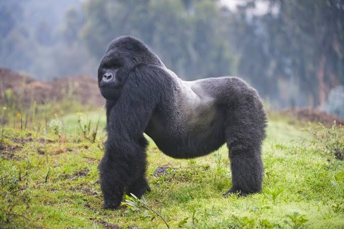 Volcanoes National Park - Silverback Gorilla