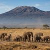An elephant herd in Amboseli National Park