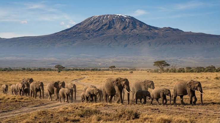 An elephant herd in Amboseli National Park