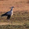 Secretary Bird (Sagittarius serpentarius)—Masai Mara