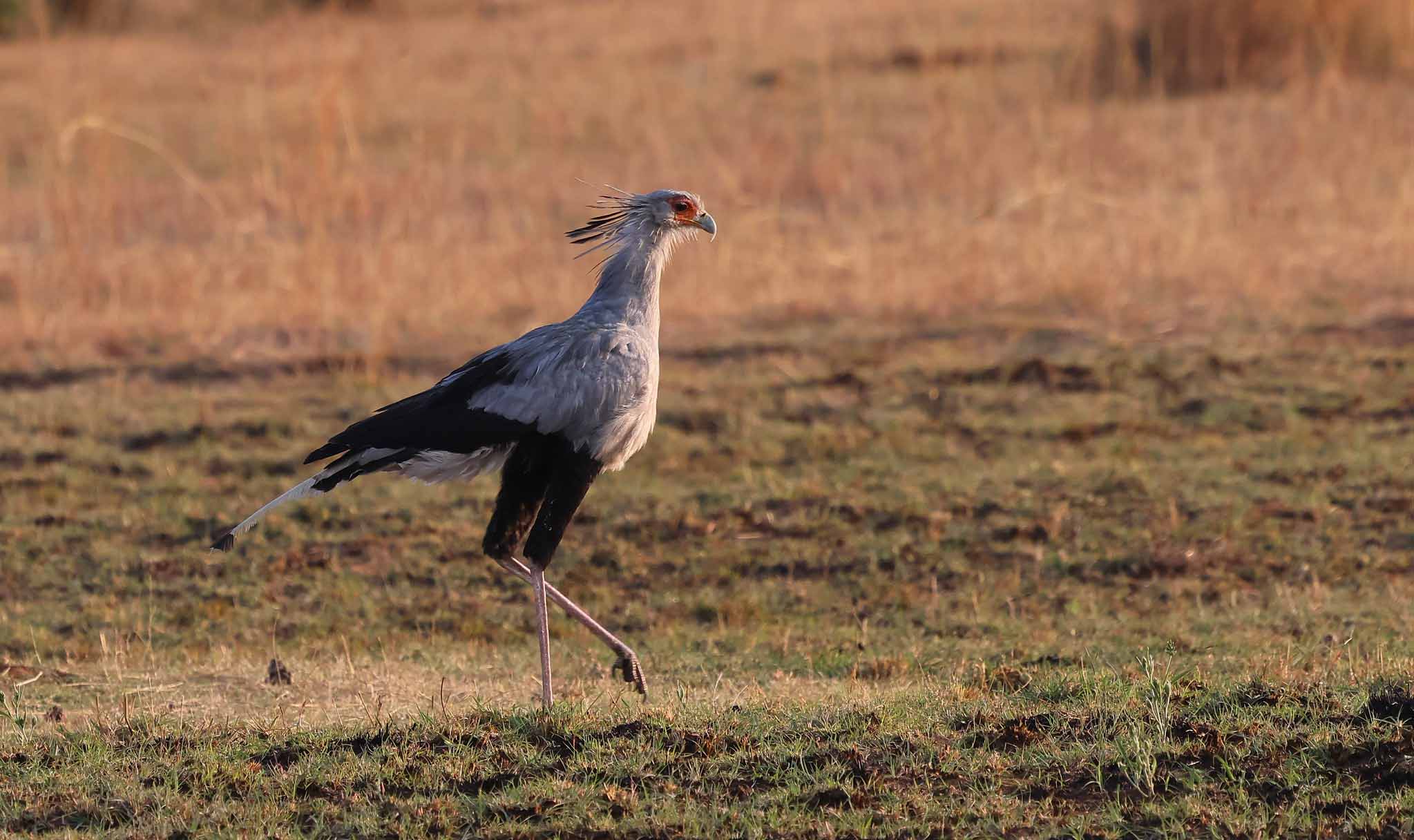 Secretary Bird (Sagittarius serpentarius)—Masai Mara