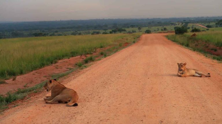 Self-Drive vs Chauffeur-Driven Safari
